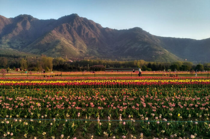 Tulip Festival Package